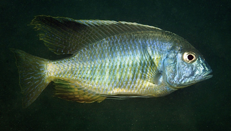 Lethrinops sp. 'macrochir mumbo' Mumbo Island